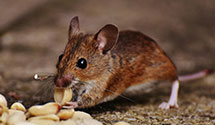 24 Hour & Emergency Exterminators in Oak Island, MN